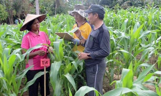 Panen Jagung Perdana, Penyuluh Kampar Dampingi Poktan Harapan Jaya